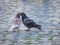 Kissing pigeons in Vatican City, Italy