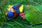 Kissing Rainbow Lorikeets