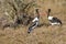 Kissing Saddle-billed Stork Pair