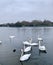 Kissing swan couple in lake.Heart shape of swans in Hyde park London United Kingdom.