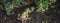 Kitchen background, banner, panorama - view of bunches of fresh garden culinary herbs standing in jars on the table