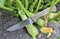 Kitchen cutlery old knife garden plant green zucchini organic product