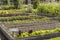 Kitchen garden with fresh produce growing in raised beds.