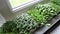 Kitchen garden - fresh raw microgreens growing on windowsill