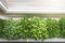 Kitchen garden - fresh raw microgreens growing on windowsill at home