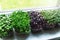 Kitchen garden - microgreens growing on windowsill