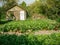 Kitchen garden or potager with garden house and rows of organic