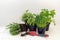 Kitchen herb plants in pots such as rosemary, thyme, parsley, sa