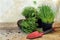 Kitchen herb plants in pots such as rosemary, thyme, sage, and c