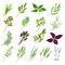 Kitchen Herbs or Potherbs as Spice and Condiment Big Vector Set