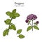 Kitchen herbs and spice. Oregano Origanum vulgare