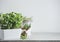 Kitchen herbs in white pot on table and mortal and pestle at white wall background. Fresh green basil plant. Front view with copy
