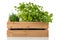 Kitchen herbs in wooden crate