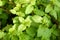 Kitchen Mint or Marsh Mint herb plant.