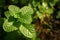 Kitchen Mint, Marsh Mint in vegetable garden