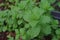 Kitchen Mint or Marsh Mint, vegetable and herb