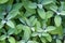 Kitchen Sage Herb From above in Garden
