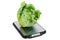 Kitchen Scales with Savoy cabbage. 3D rendering