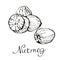 Kitchen spices. Nutmeg. Hand drawn vector illustration.