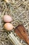 Kitchenware and eggs on straw