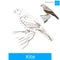 Kite bird learn birds coloring book vector