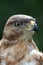 Kite Bird Portrait