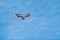 Kite in the blue sky with clouds in the form of an eagle bird.