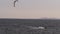 Kite boarder on port phillip bay
