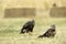 Kite and buzzard in the corn field