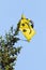 A kite caught on top of a tree against