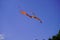 A kite flies in the blue sky