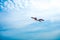 Kite flying against the blue sky