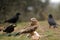 Kite among a group of crows