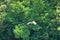 A kite hunts fish over a muddy river. Series of images