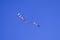 Kite long tailfly on blue sky. The colorful kite on the blue sky