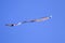 Kite long tailfly on blue sky. The colorful kite on the blue sky without clouds. Space for text