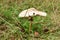 Kite mushroom in the grass