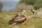 Kite next to a buzzard