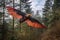 kite shaped like a giant bird soaring above a forest