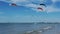 Kiteboarders on the Gulf of Mexico.