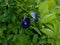 Kitelar flowers (Clitoria ternatea) blooming in the photo on a sunny day.