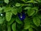 Kitelar flowers (Clitoria ternatea) blooming in the photo on a sunny day.