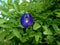 Kitelar flowers (Clitoria ternatea) blooming in the photo on a sunny day.