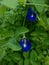 Kitelar flowers (Clitoria ternatea) blooming in the photo on a sunny day.