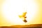Kitesurf Kitesurfuer silhouette with yellowish background at sea