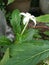 A kitolod flower grows alone among the leaves