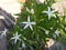 Kitolod flower ornamental plants taken with a high angle