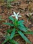 kitolod flower for traditional medicine