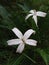 Kitolod flowers & x28;Isotoma Longiflora& x29; are pure white in color with sharp leaves, believed to be used for herbal medicine