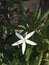 Kitolod & x28;isotama longiflora& x29; blooms in the Dieng mountains.  Medicinal plants.